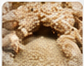 Food processing grains